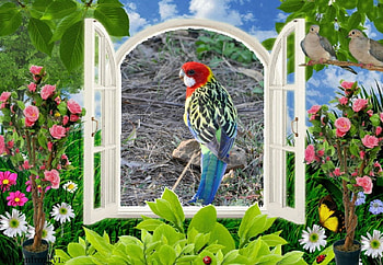 OUT THE WINDOW, PINDOW, ABSTRACT, , BIRD HD wallpaper
