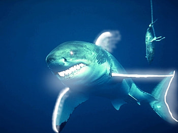 great white neon shark, shark HD wallpaper