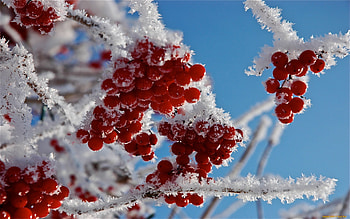 Plants, Winter, Food, Snow, Berries HD wallpaper