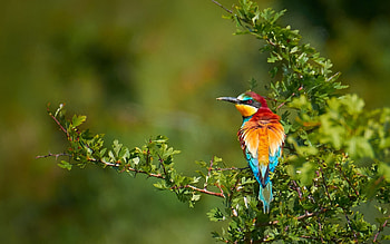 European Bee Eater, animal, nature, bird HD wallpaper