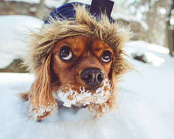 Animals, Snow, Dog, Muzzle, Hood HD wallpaper