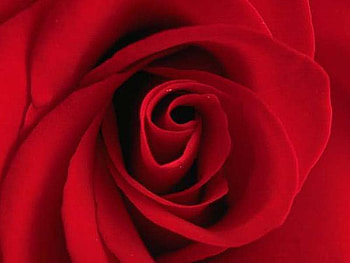 Rose, petals, love, red, romantic HD wallpaper