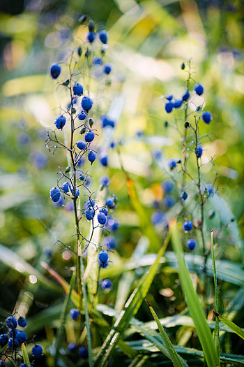 Nature, Grass, Berries, Plant, Fruit HD phone wallpaper