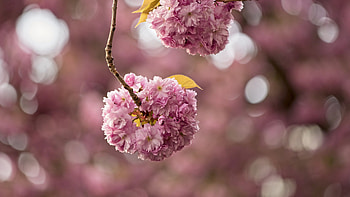 Cherry Pink Sakura Blossom Flowers Buds Tree Branches In Blur Bokeh Background Flowers HD wallpaper