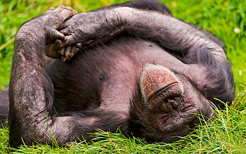 Animals, Grass, To Lie Down, Lie, Monkey, Sleep, Dream HD wallpaper