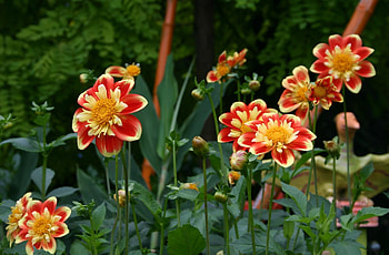 Flowers, Flower Bed, Flowerbed, Dahlias, Buds HD wallpaper