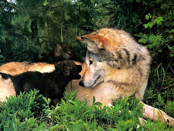 Listen Mom, white, pup, black, brown, wolves, mother, grass HD wallpaper