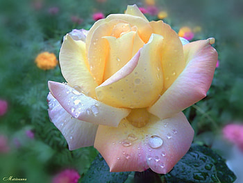 Plants, Flowers, Roses HD wallpaper