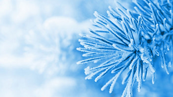 Blue fir, winter, blue, graphy, , frosty, fir, abstract, snow, close-up, , trwigs, macro, frosted, frost, frozen, branch, leaves, pine, nature, leaf HD wallpaper