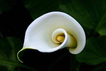 Calla Lily, Ultra , Stunning blooms, Vibrant colors HD wallpaper