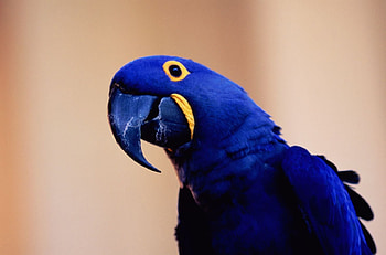 Hyacinth Macaw, animal, macaw, bird, hyacinth HD wallpaper