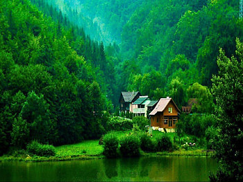 nature of all shades of green, of, green, nature, shades, all HD wallpaper
