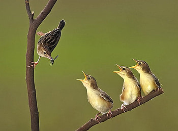 we are hungry, sweet, birds, wild, hungry HD wallpaper
