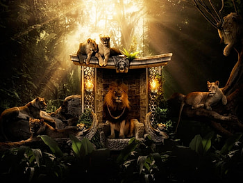 Animals, Lions HD wallpaper