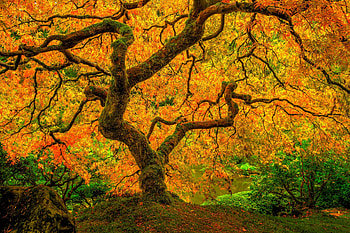 japanese maple tree, , windows HD wallpaper