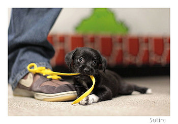 Black Puppy, puppy, funny, black HD wallpaper