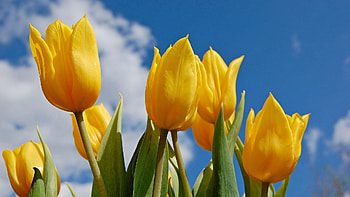 Nature, Flowers, Tulips HD wallpaper
