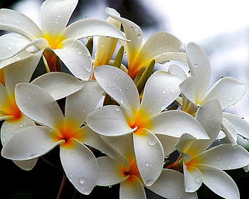 White flowers * For Luciah, white, nature, petal, flower HD wallpaper