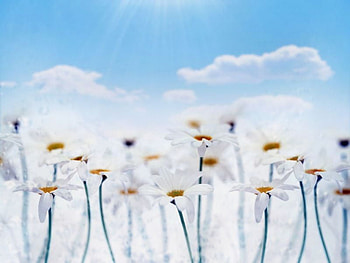 Bright white flowers, white -flowers HD wallpaper