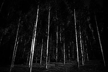 Trees, Forest, Bw, Chb, Gloomy, Gloomily HD wallpaper