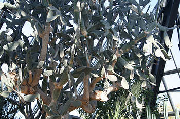 Cactus at Edmonton Garden 05, graphy, green, Flowers, garden, cactus HD wallpaper