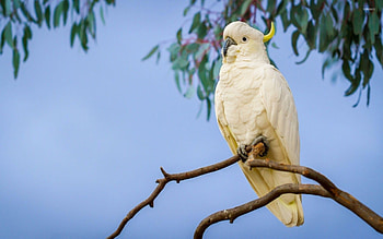 Cockatoo, Animals, Top , Cockatoo HD wallpaper