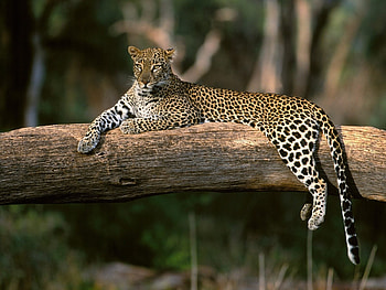 Animals, Leopards HD wallpaper