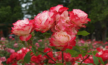 Pink Rose Garden, Flowers, Nature, Pink, Rose HD wallpaper