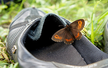 Patterns, Macro, Butterfly, Wings HD wallpaper