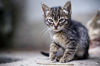 Animals, Kitty, Kitten, Striped, Evil, Dissatisfied, Discontented, Frowned, Frown HD wallpaper