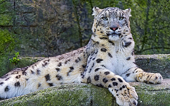 big cat, cool, cat, fun, animals HD wallpaper