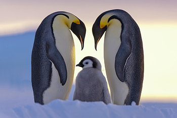 Baby penguin , Sweet and adorable, and , and mobile charm HD wallpaper