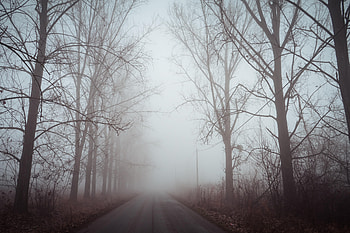 Nature, Trees, Dawn, Road, Fog, Silence HD wallpaper