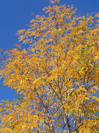 Aspen tree, Exquisite capture, Natural elegance, Timeless allure HD phone wallpaper