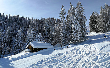 Snowy Winter, spruces, winter, snow, cabin HD wallpaper