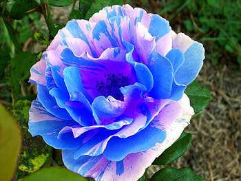 Blue rose, rose, abstract HD wallpaper