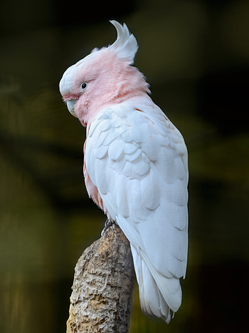 Pink cockatoo parrot, High quality backgrounds, Mobile , view HD phone wallpaper
