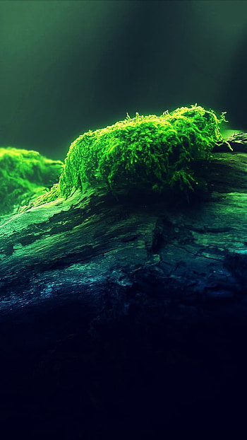 Astic, Sea Moss HD phone wallpaper