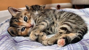 Animals, Cat, Lies, Kitty, Kitten, Eyes, Sight, Opinion, Stripes, Bed, Strips HD wallpaper