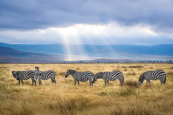 A group of zebras graze under sunrays in the Ngorongoro Crater, Tanzania, showcasing wildlife and natural beauty. HD wallpaper