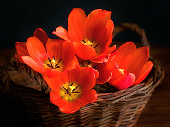 Basket of poppies, poppies, basket, brown, black background, red, flowers HD wallpaper