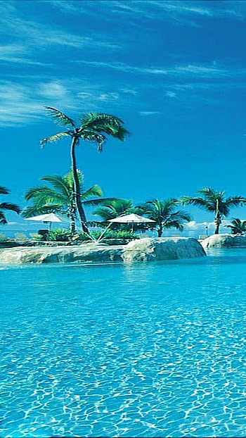 Blue water, summer, tree HD phone wallpaper