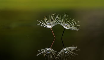 Close-up of dandelion seeds with water droplets reflecting on a dark surface. HD wallpaper
