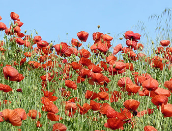 field of poppies, poppies, field, beautiful, nature HD wallpaper