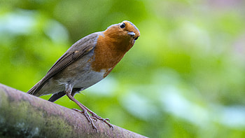 Animal, bird HD wallpaper