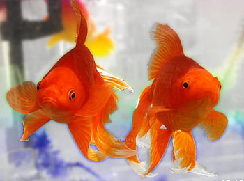 TWO FANCY FOR ME, two, saver, fancy, fish, screen, gold HD wallpaper