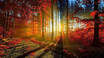 Fall Screensavers 20255 Full . HD wallpaper