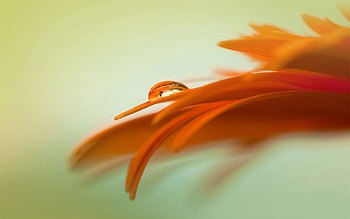Drops, Flower, Macro, Petals HD wallpaper