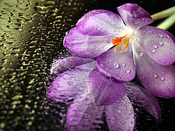~Orchid~, purple, orchid, nature, flower HD wallpaper