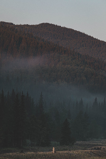 Nature, Trees, Mountains, Forest, Fog, Slope HD phone wallpaper